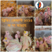 ককাটেল বেবি